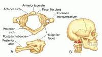 Atlas Vertebrae The atlas vertabra and the crainium which it supports.